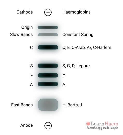 Haemoglobin Electrophoresis | LearnHaem | Haematology Made Simple