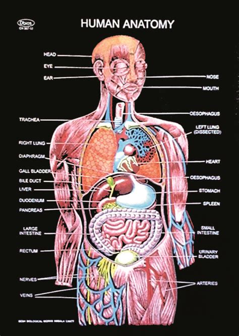 Human Charts – For Classes, Not Masses