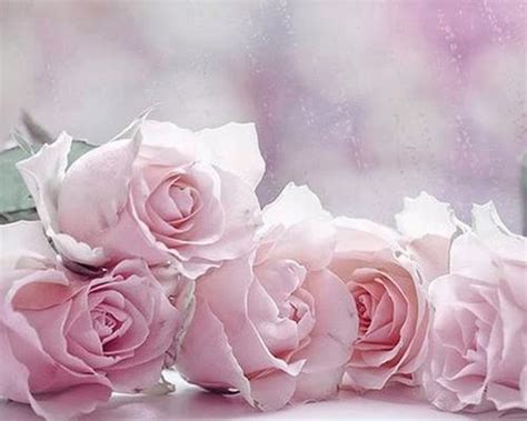 Light Pink Roses Wallpaper - WallpaperSafari