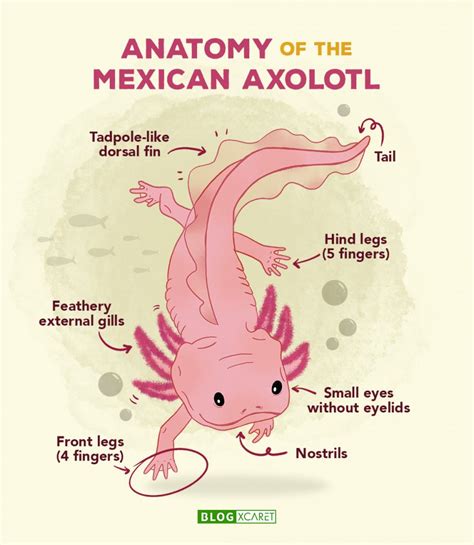 AXOLOTL: MYTHICAL MEXICAN AMPHIBIAN - Xcaret Blog - Read about travel ...