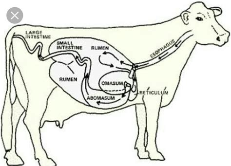 describe the digestive system of a ruminant. - Brainly.in