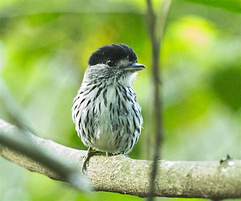 African broadbill