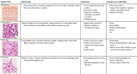 Epithelial Tissue | Definition , Types & Functions | Tissue biology ...