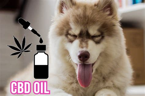 Best Alternatives To Metronidazole For Dogs: Safe Choices