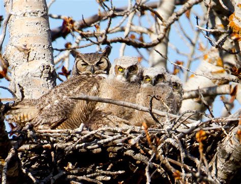 Great Horned Owl — Eastside Audubon Society