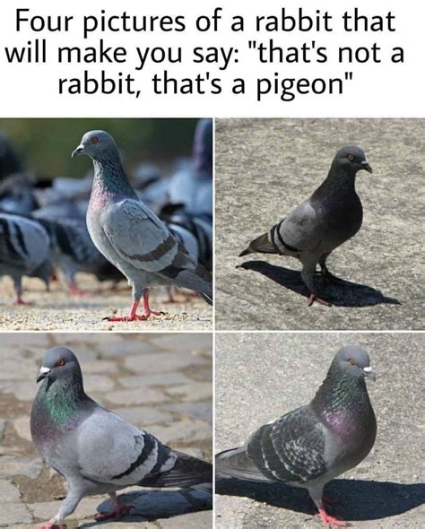 That’s not a rabbit, that’s a pigeon : r/memes