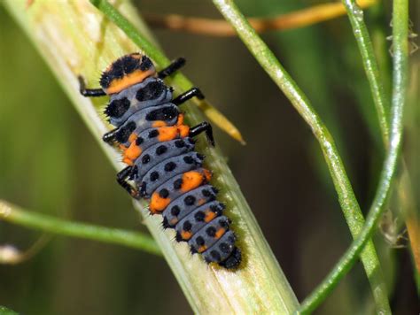 Ladybugs Facts, Types, Lifespan, Classification, Habitat, Pictures