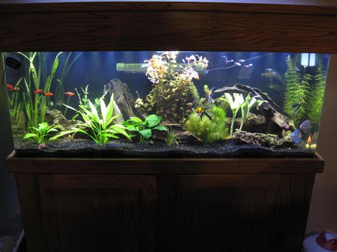 Our fresh water aquarium | Aquarium fish tank, Aquarium fish, Tropical ...