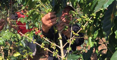 Farmers Harvesting Coffee Beans In A Coffee Plantation Free Stock Video ...