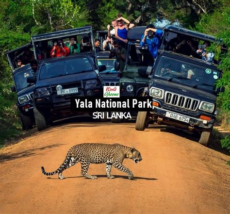 Yala National Park Safari – Sri Lanka | What To Expect — World Ghoomo