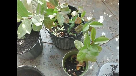 Growing Guava from Seeds: Update and Transplanting - YouTube