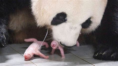 Panda twins born in South Korea for the 1st time near Seoul | Fox News