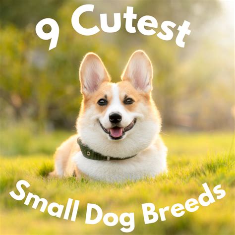 Cutest Dog Breeds - Sutris Kristiani