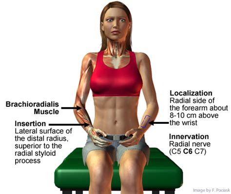 Brachioradialis Reflex