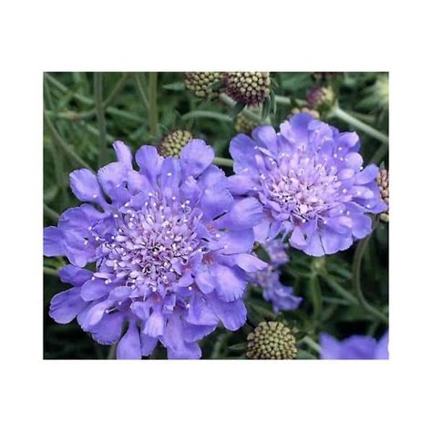 Scabiosa butterfly Blue 1 Gal - Hands Garden Center