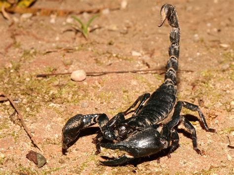 All About Animal Wildlife: Black Scorpion Facts and Photos-Images 2012