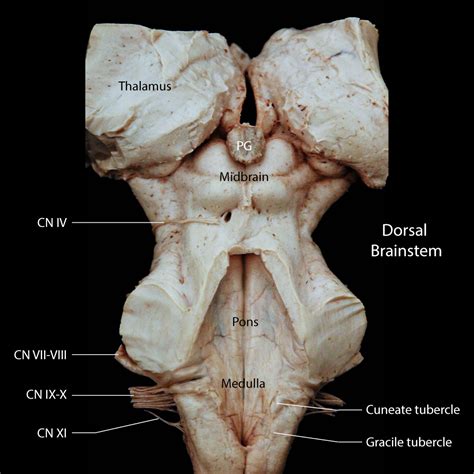 Brain Stem Anatomy