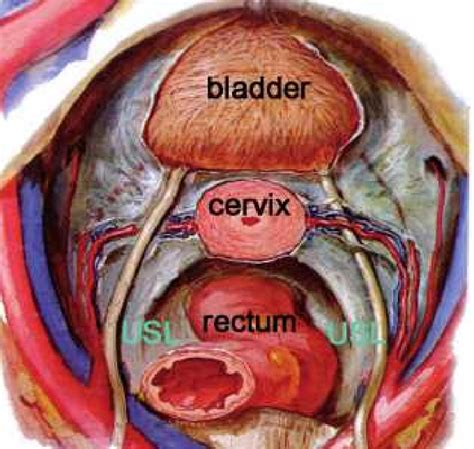 Female Pelvic Anatomy Skin