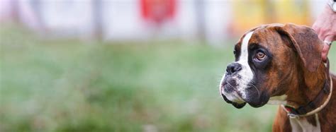 How to Train a Boxer Puppy to be a Guard Dog | Wag!