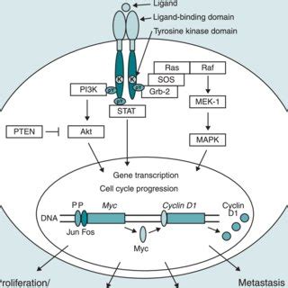 -Chromosomal location of the EGFR gene, its exon structure, and EGFR ...