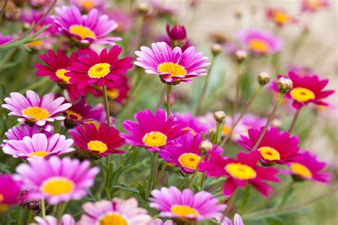 7 Species of Daisies for Your Flower Garden