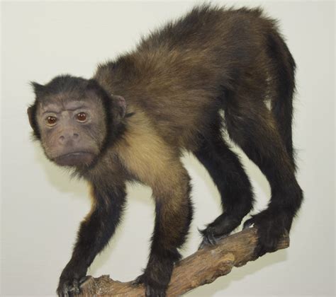 Taxidermy Capuchin monkey Bespoke Taxidermy