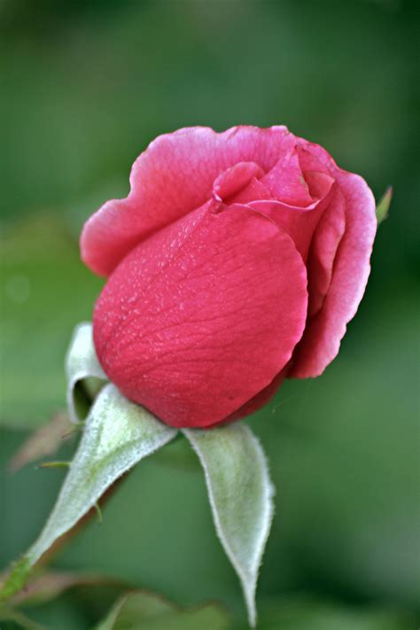 rosebud | Beautiful flowers, Rose buds, Rose