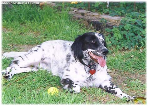 Dogs Info: English Setter Black and White