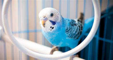 The 13 Best Pet Birds: Parakeets, Cockatiels and More | BeChewy