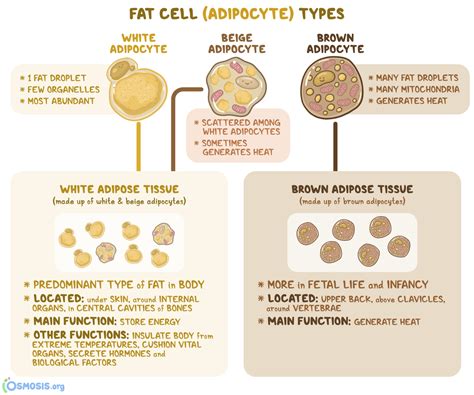 Adipose Tissue Performs Which of the Following Functions - Annabelle ...