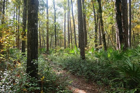 The Apalachicola National Forest | Make Like An Ape Man