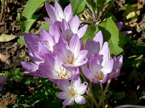 Colchicum autumnale - Alchetron, The Free Social Encyclopedia