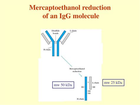 PPT - Chapter 4 Immunoglobulins: Structure and Function PowerPoint ...