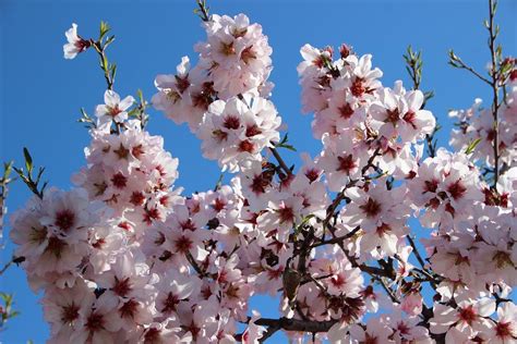 Almond blossom in Mallorca - The beauty of the island | Mallorca Agent