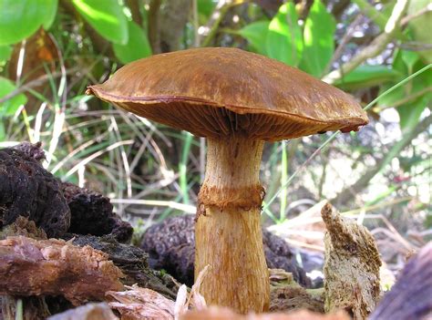 Gymnopilus junonius - Wikipedia