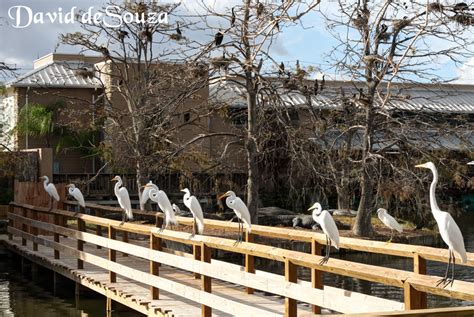 Gatorland Alligator farm | Orlando ~ DAVID