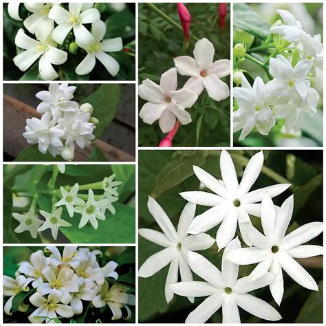 Buy Pack of 7 Jasmine Plant Nursery Nisarga