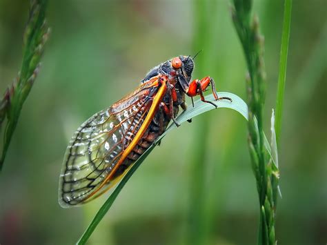 Trillions of Brood 10 cicadas to emerge in U.S. after 17 years ...