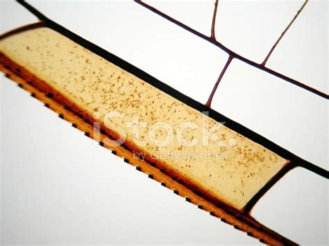 Dragonfly Wing Under Microscope Stock Photo | Royalty-Free | FreeImages