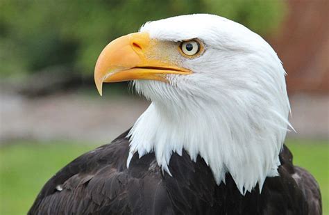 The Four Types of Eagles Found in Alaska – Nature Blog Network