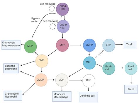 IJMS | Free Full-Text | Flow Cytometric Identification of Hematopoietic ...