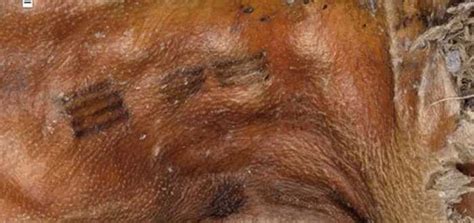 Discover what the tattoos of Ötzi, the man of the ice, have revealed ...