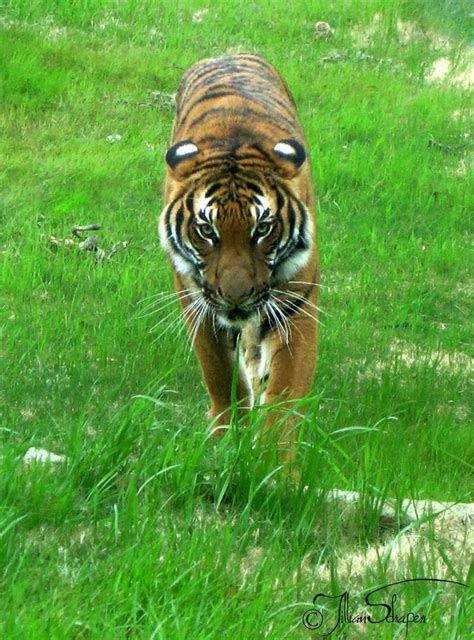 Norfolk Zoo - Tiger 1 by ForeverCanine on DeviantArt