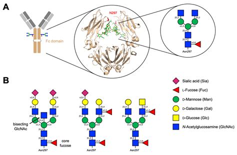 Antibody Molecule Diagram | SexiezPicz Web Porn