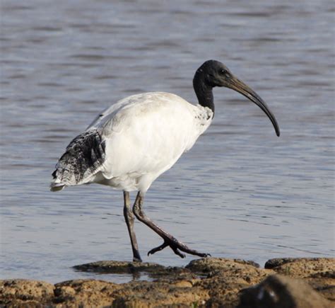 The Role of the Sacred Ibis in Ancient Egypt | janetthomas