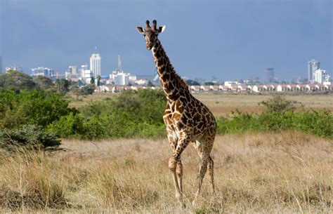 Nairobi National Park | Kenya Wildlife Safari Destinations