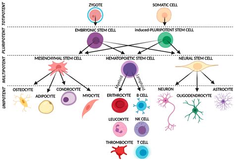 Stem Cells