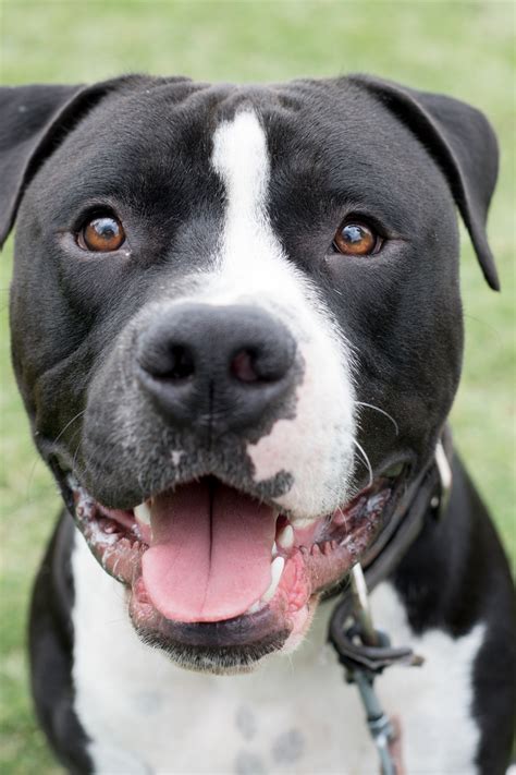 Alfred - Medium Male American Staffordshire Bull Terrier Mix Dog in QLD ...