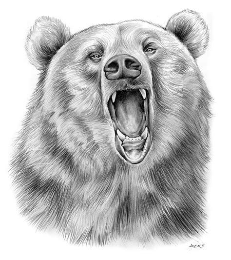 Growling Bear Drawing by Greg Joens - Pixels