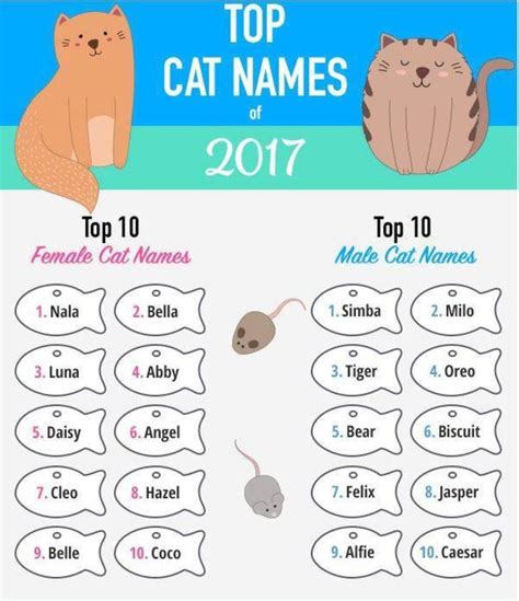 Most popular cat names of 2017 have a Disney influence - East Hanover ...